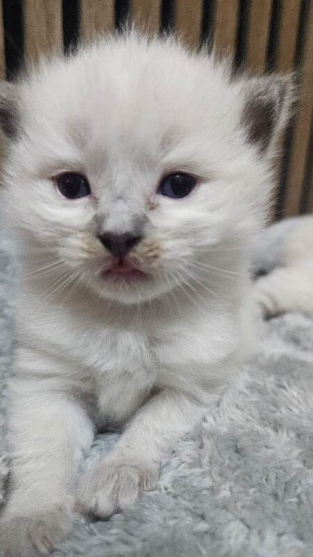 Stunning Blue Point Ragdoll Kittens Looking for Their Forever Homes - Image 4 of 4