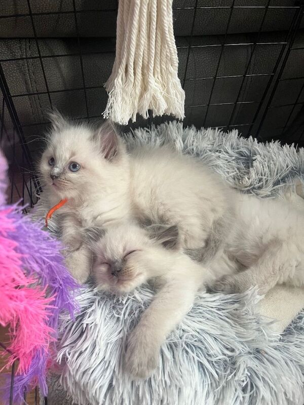 Stunning bluepoint ragdolls