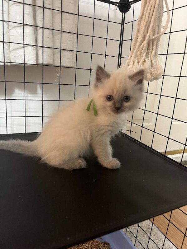 Stunning bluepoint ragdolls - Image 2 of 4