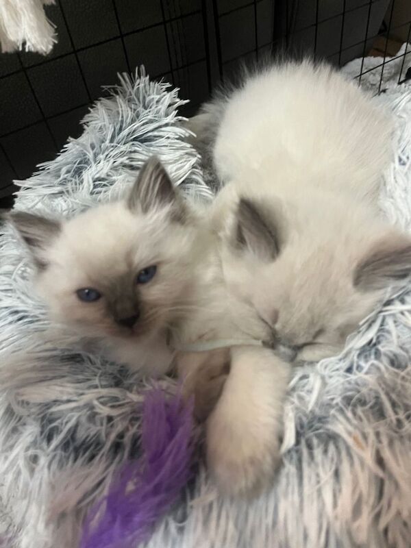 Stunning bluepoint ragdolls - Image 3 of 4