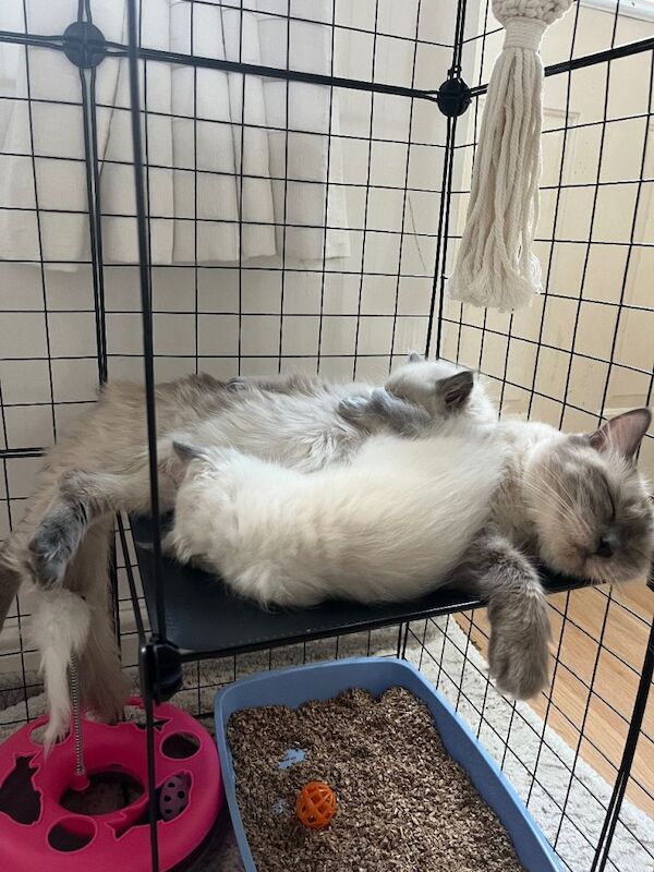 Stunning bluepoint ragdolls - Image 4 of 4