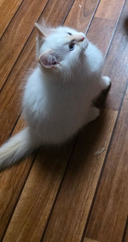 Ragdoll kittens for sale in Beccles, Suffolk – 11 weeks old