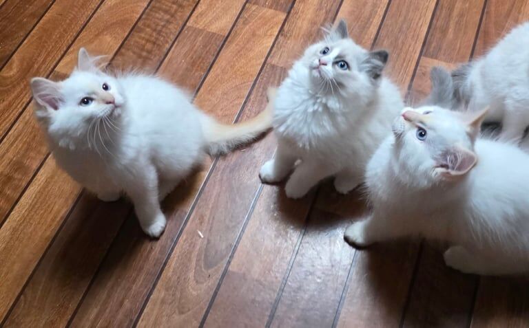 Ragdoll kittens for sale in Beccles, Suffolk – 11 weeks old - Image 2 of 3