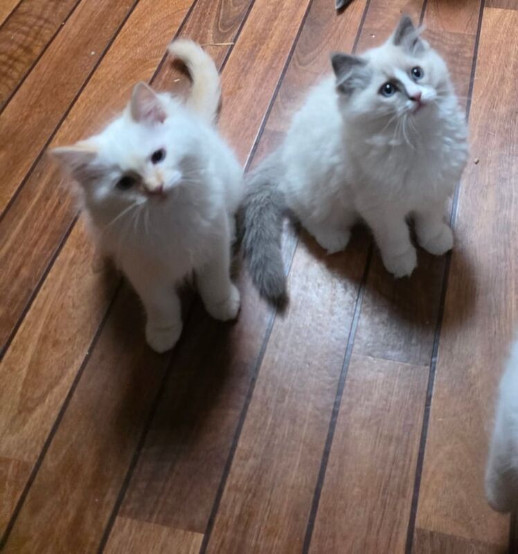Ragdoll kittens for sale in Beccles, Suffolk – 11 weeks old - Image 3 of 3