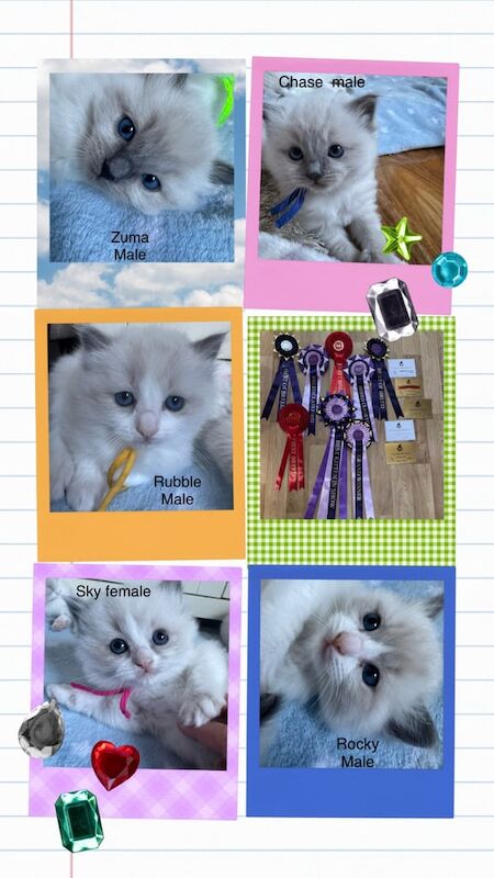 Stunning gccf ragdoll kittens for sale in Haverfordwest / Hwlffordd, Dyfed