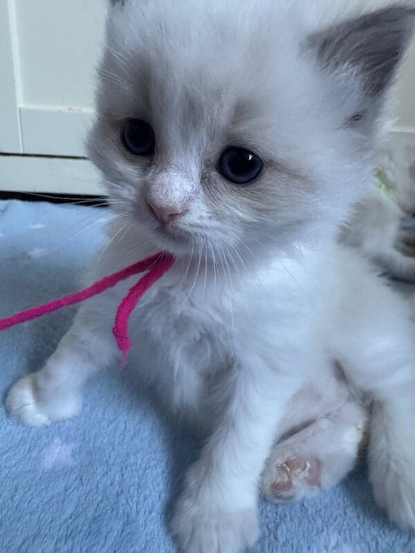 Stunning gccf ragdoll kittens for sale in Haverfordwest / Hwlffordd, Dyfed | Image 2