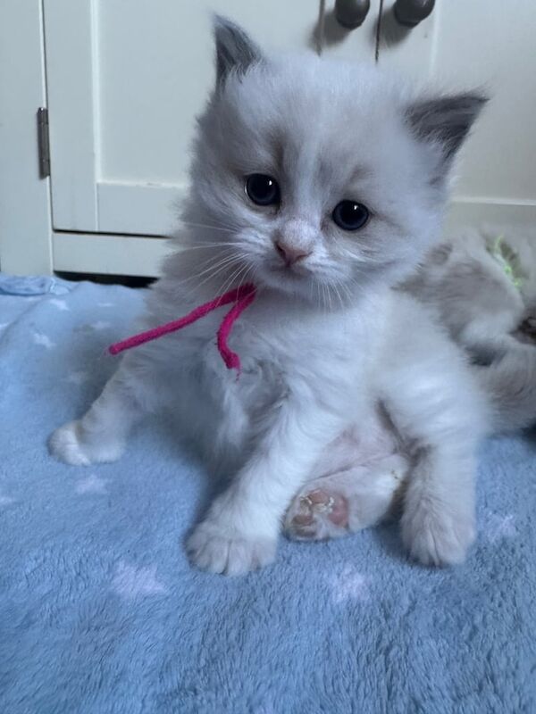 Stunning gccf ragdoll kittens for sale in Haverfordwest / Hwlffordd, Dyfed | Image 3