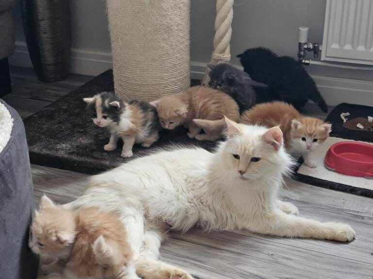 Stunning Litter of 6 Kittens – Ready for Loving Homes