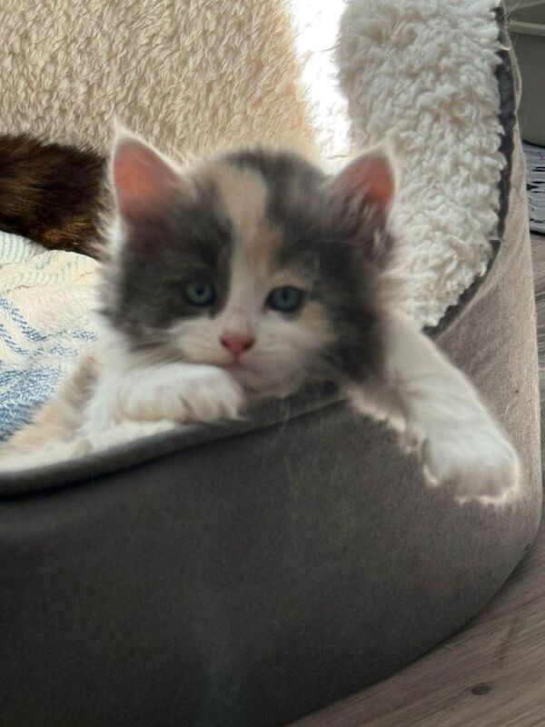 Stunning Litter of 6 Kittens – Ready for Loving Homes - Image 2 of 5