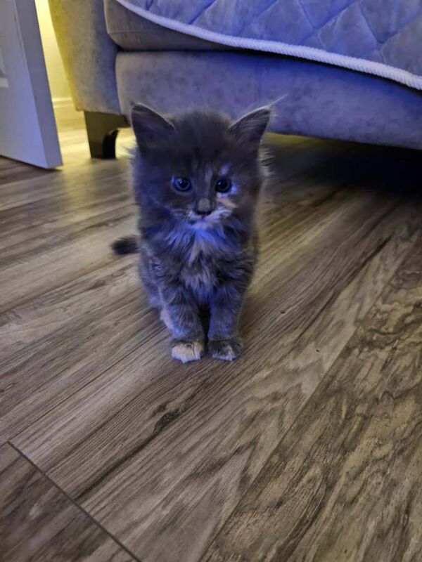 Stunning Litter of 6 Kittens – Ready for Loving Homes - Image 3 of 5