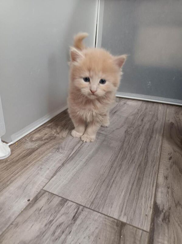 Stunning Litter of 6 Kittens – Ready for Loving Homes - Image 4 of 5