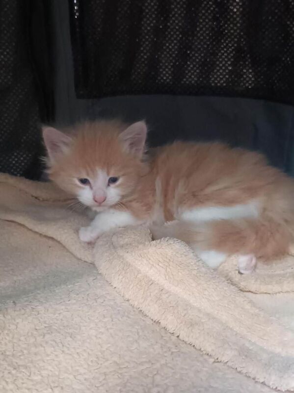 Stunning Litter of 6 Kittens – Ready for Loving Homes - Image 5 of 5