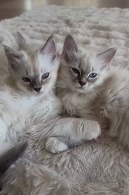 Stunning luxury ragdoll kittens