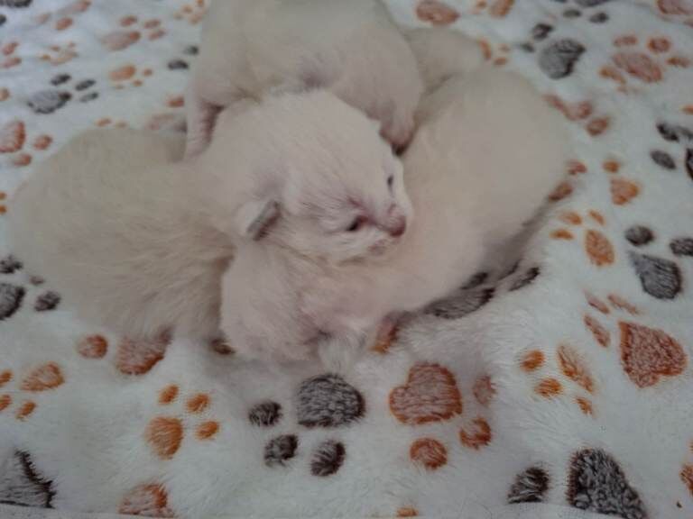 Stunning Pedigree Ragdoll kittens