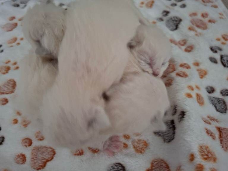 Stunning Pedigree Ragdoll kittens - Image 2 of 3