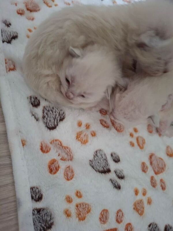 Stunning Pedigree Ragdoll kittens - Image 3 of 3