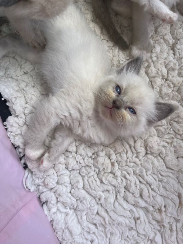 Ragdoll kittens for sale in Maldon, Essex – 8 weeks old