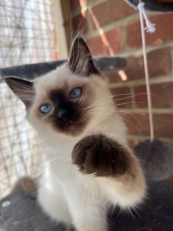 Ragdoll kittens for sale in Maldon, Essex – 8 weeks old - Image 2 of 3
