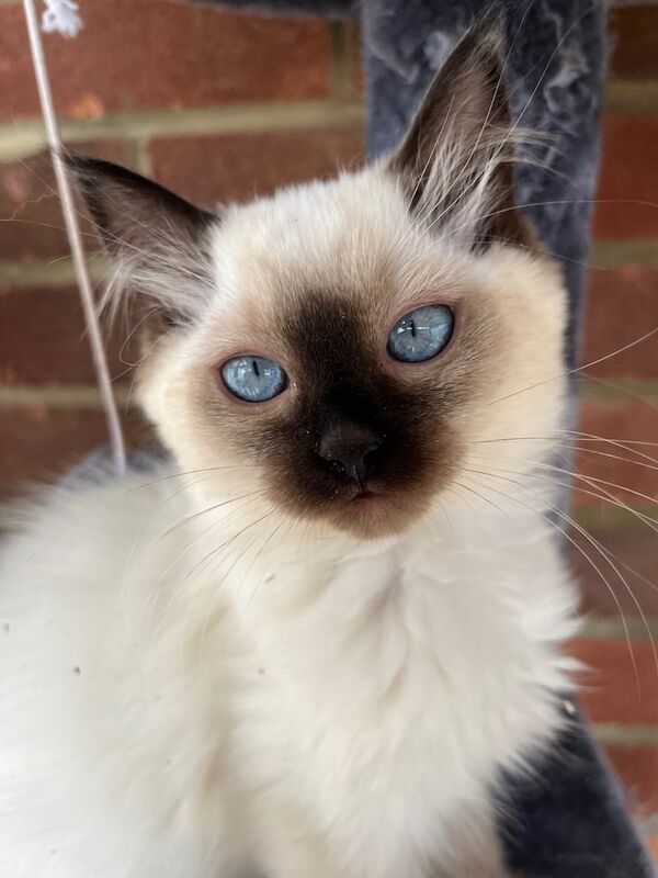 Ragdoll kittens for sale in Maldon, Essex – 8 weeks old - Image 3 of 3