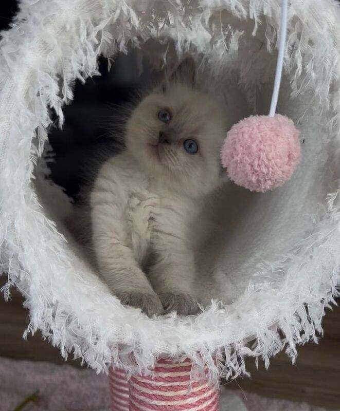 Stunning Pure Ragdoll Boys available now