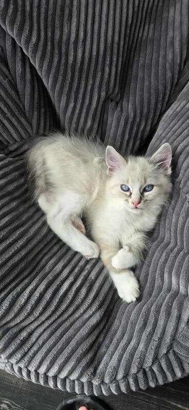 Ragdoll kittens for sale in Southport, Merseyside – 11 weeks old