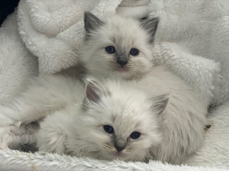 Stunning purebred ragdoll kitten for sale in Renfrew, Renfrewshire