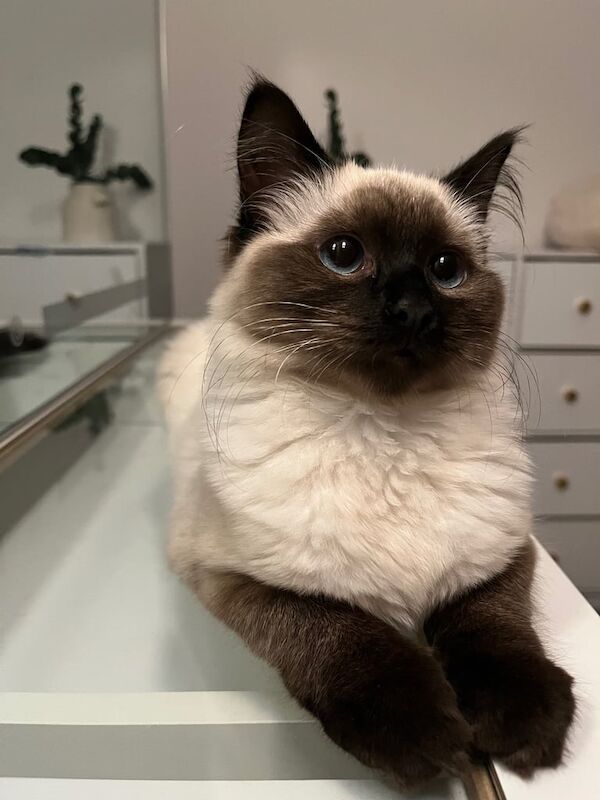 STUNNING RAGDOLL for sale in Greenford, Greater London