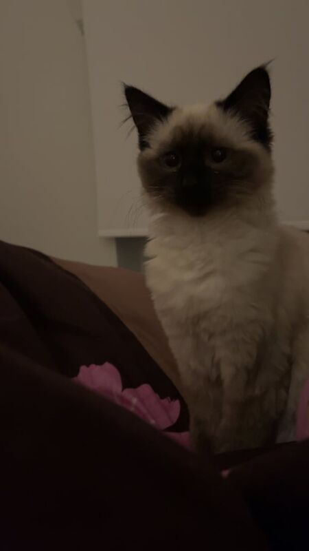 STUNNING RAGDOLL for sale in Greenford, Greater London | Image 2