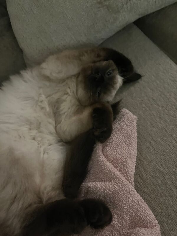 STUNNING RAGDOLL for sale in Greenford, Greater London | Image 3