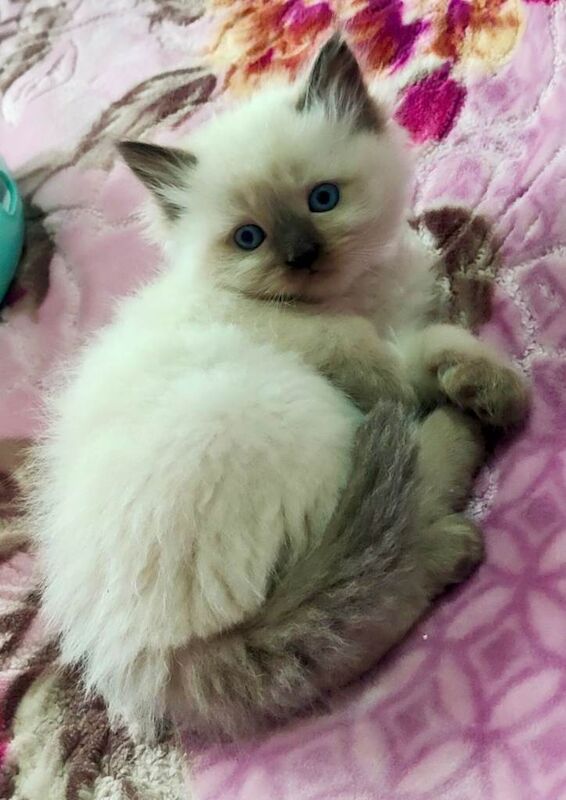 Stunning Ragdoll boy Looking for his Forever Home