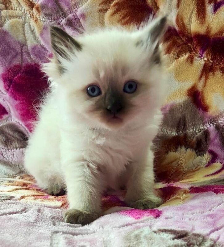 Stunning Ragdoll boy Looking for his Forever Home - Image 2 of 13