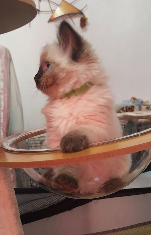 Stunning Ragdoll boy Looking for his Forever Home - Image 4 of 13