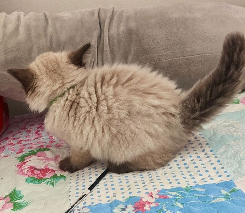Stunning Ragdoll boy Looking for his Forever Home - Image 5 of 13