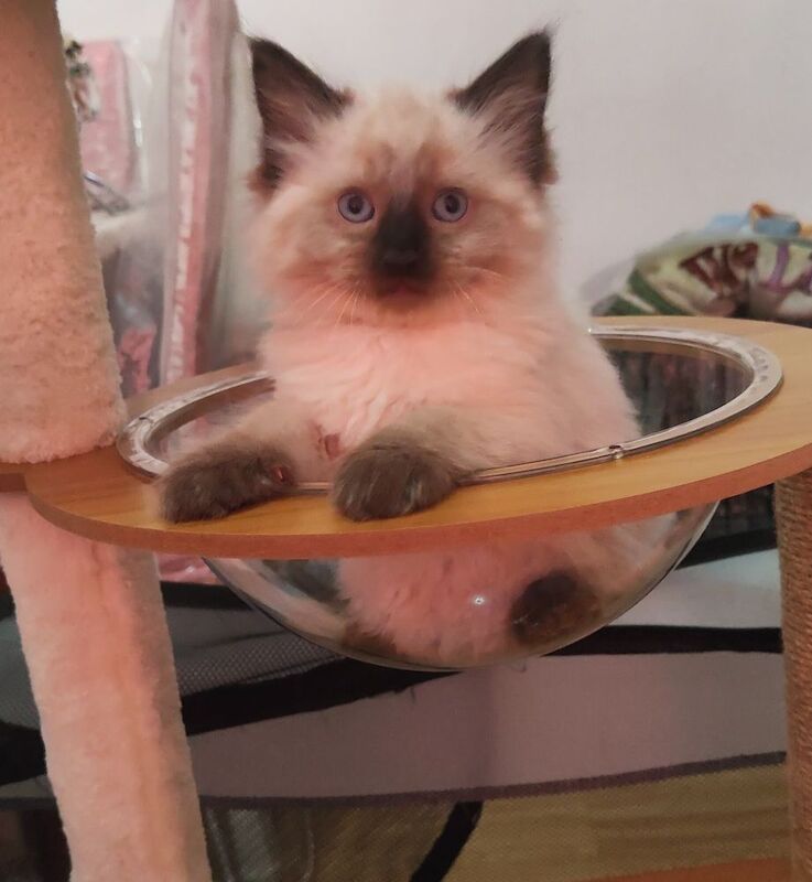 Stunning Ragdoll boy Looking for his Forever Home - Image 6 of 13