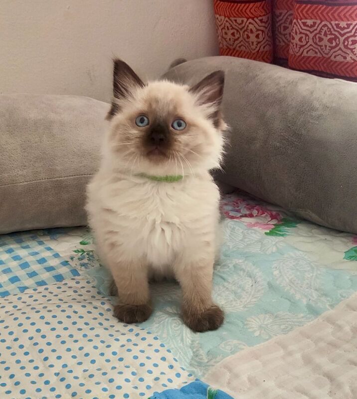 Stunning Ragdoll boy Looking for his Forever Home - Image 7 of 13
