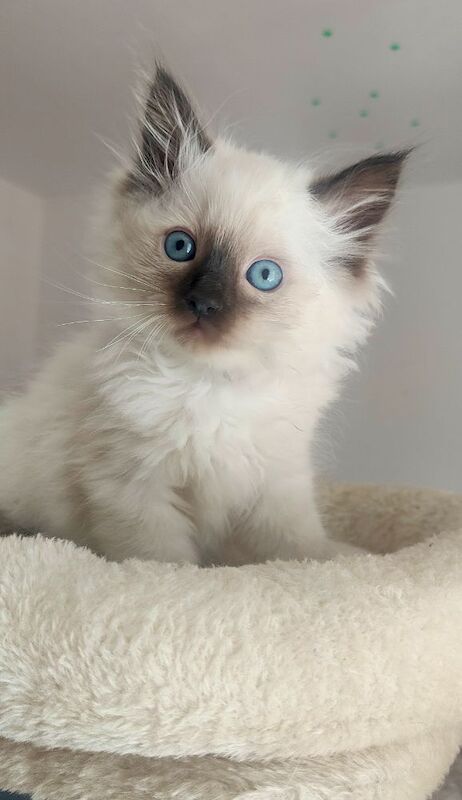 Stunning Ragdoll boy Looking for his Forever Home - Image 8 of 13