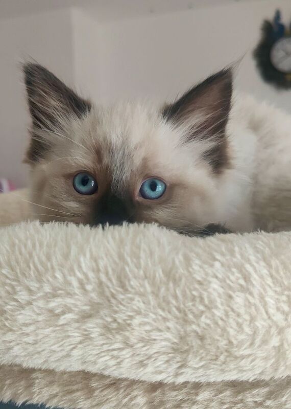 Stunning Ragdoll boy Looking for his Forever Home - Image 9 of 13