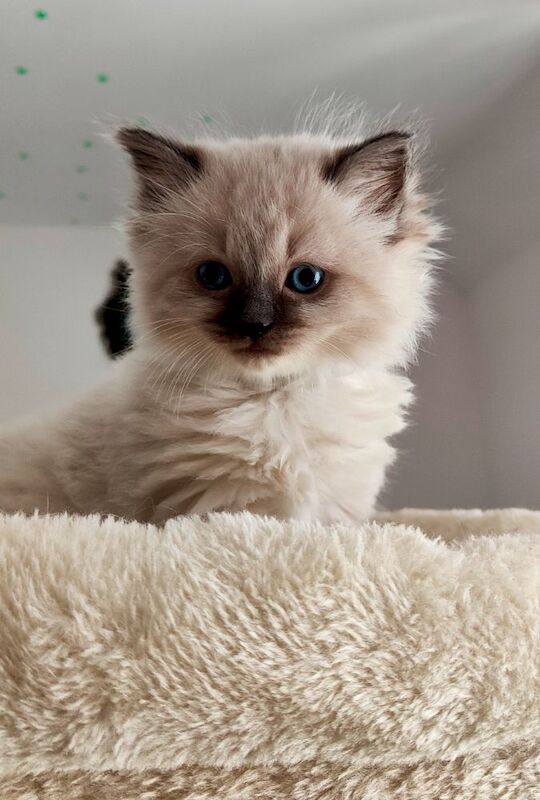 Stunning Ragdoll boy Looking for his Forever Home - Image 10 of 13