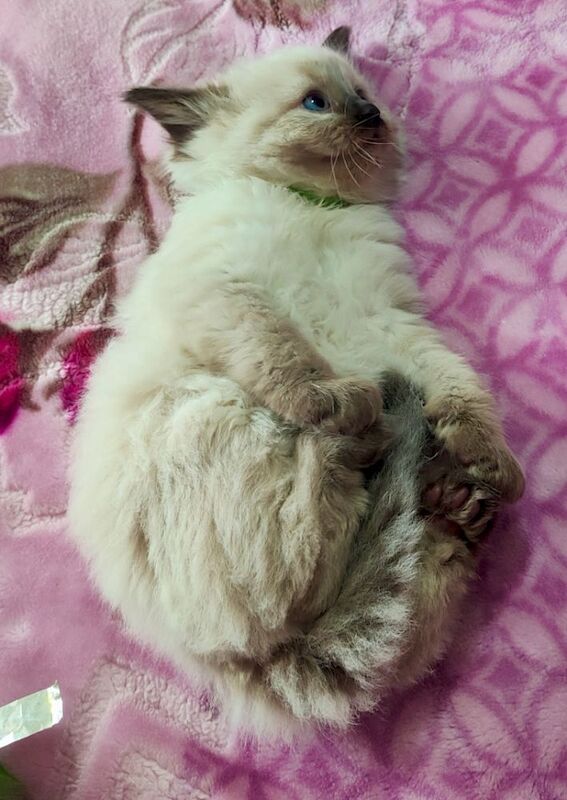 Stunning Ragdoll boy Looking for his Forever Home - Image 12 of 13