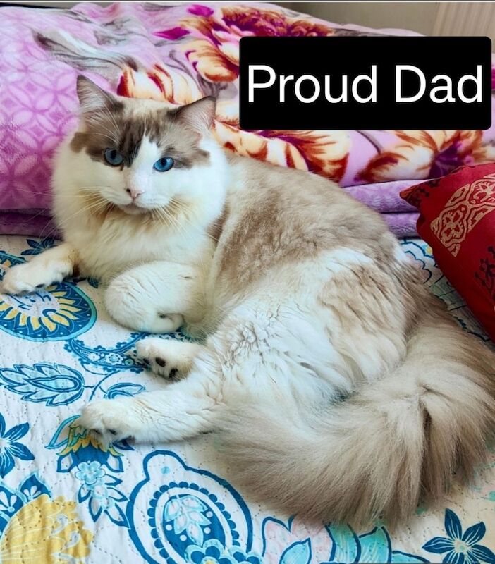 Stunning Ragdoll boy Looking for his Forever Home - Image 13 of 13