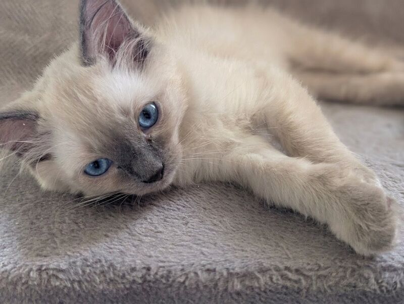 Stunning ragdoll boys