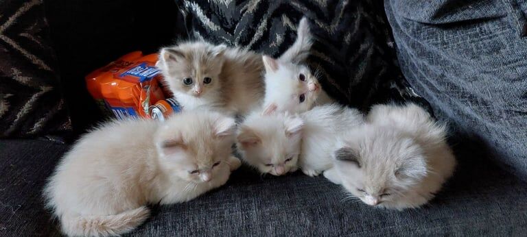 Stunning ragdoll kittens for sale in Biggar, Lanarkshire | Image 2
