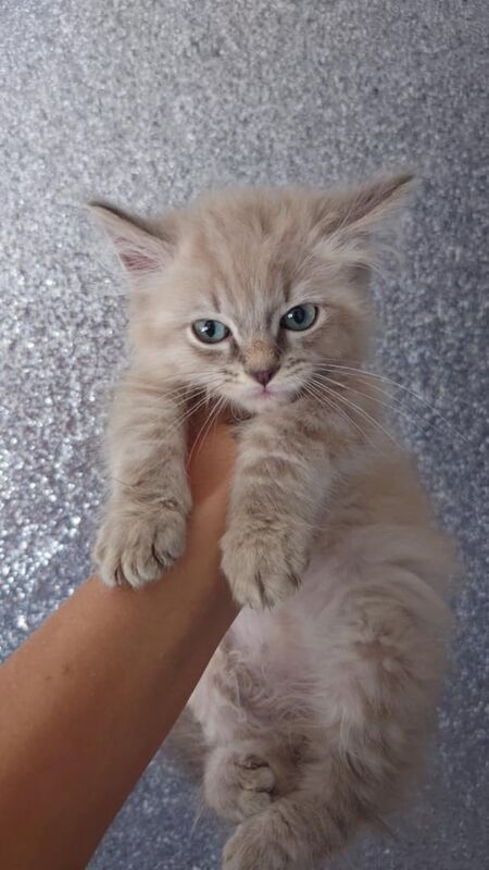 Ragdoll kittens for sale in North Motherwell, Lanarkshire – 3 months old