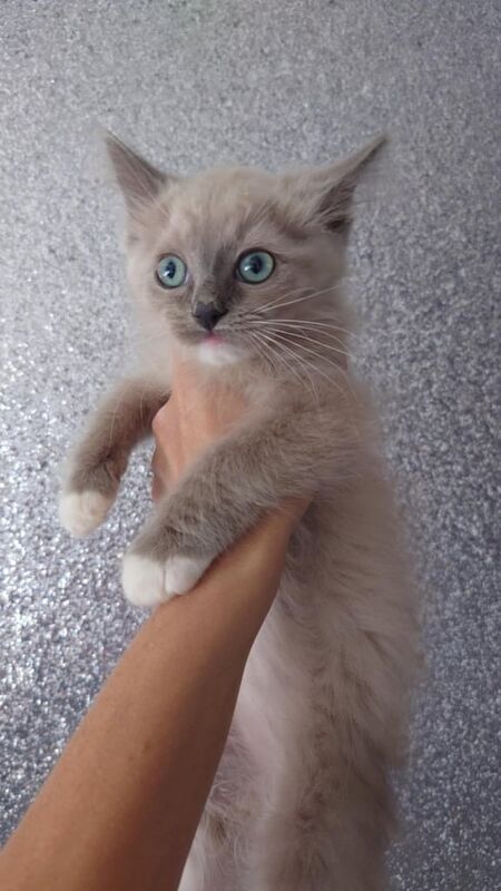 Ragdoll kittens for sale in North Motherwell, Lanarkshire – 9 months old - Image 2 of 2