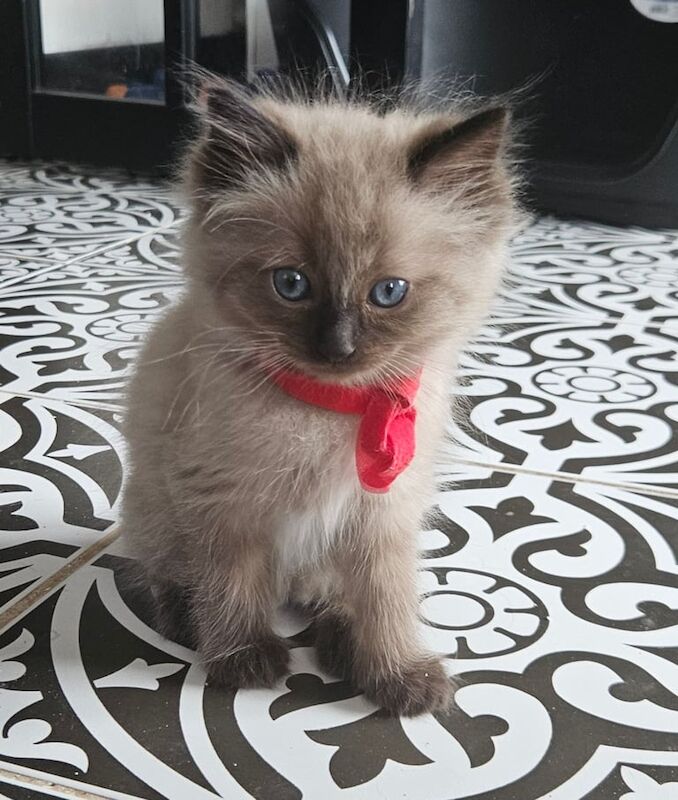 Ragdoll kittens for sale in Port Glasgow, Renfrewshire – 9 weeks old