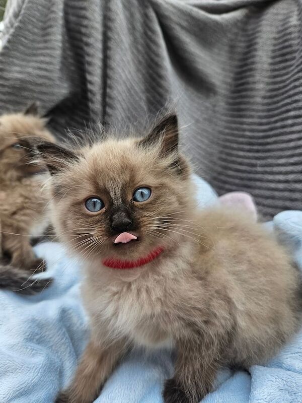 Ragdoll kittens for sale in Port Glasgow, Renfrewshire – 9 weeks old - Image 3 of 3
