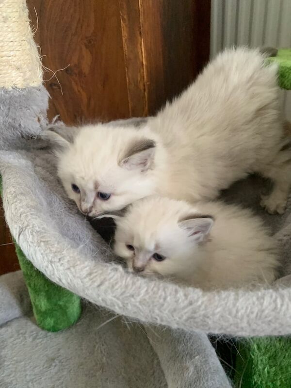Ragdoll kittens for sale in Islington, Greater London – 6 weeks old
