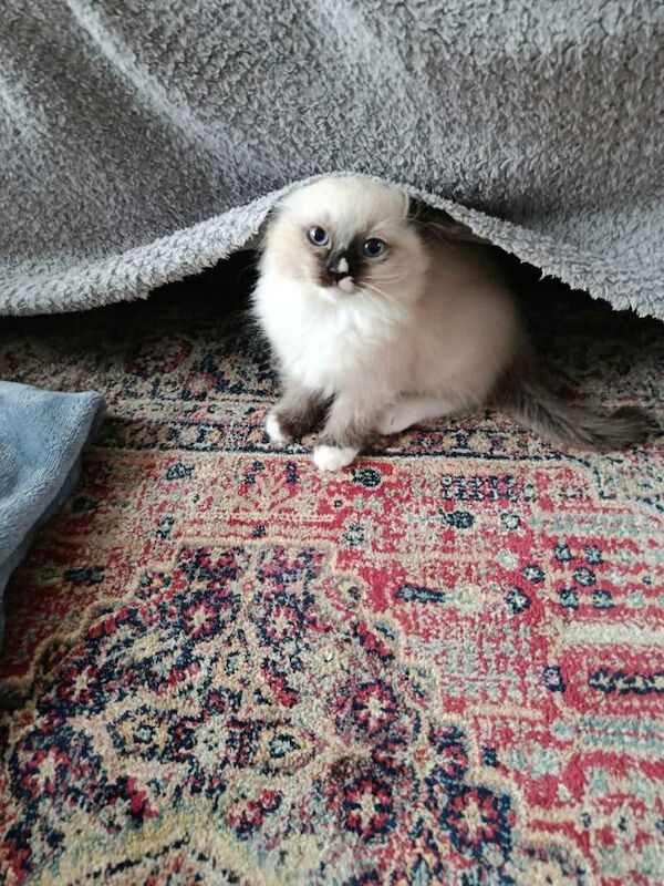 Stunning Ragdoll Kittens