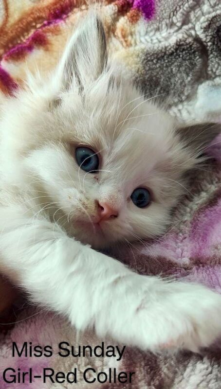 Stunning Ragdoll Kittens Looking for Forever Homes