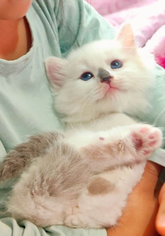 Stunning Ragdoll Kittens Looking for Forever Homes
